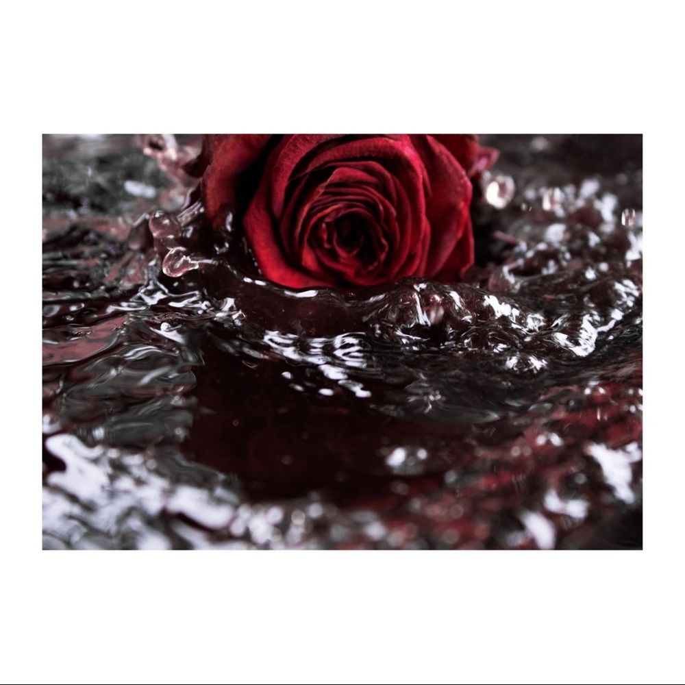 Rose Photograph (small)